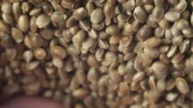 Makro fotoğrafçılıkta kenevir tohumları