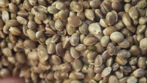 Hemp seeds in macro photography — Stock Video
