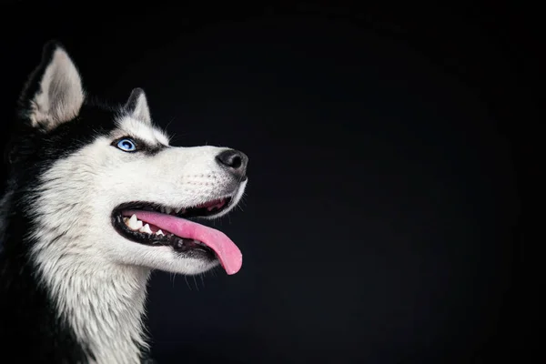 Un joven perro husky sobre fondo negro — Foto de Stock