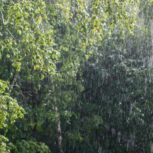 大雨シャワー — ストック写真