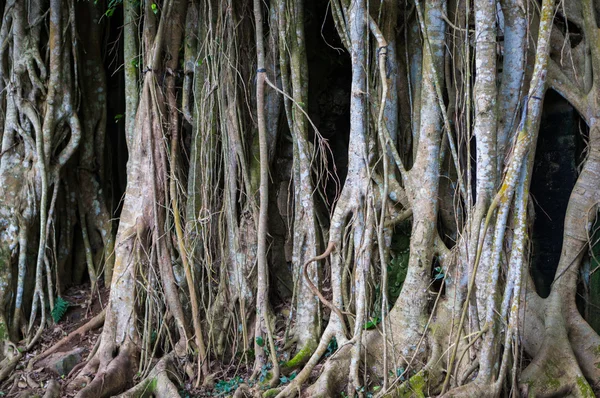 Fragmento de raízes de Banyan — Fotografia de Stock