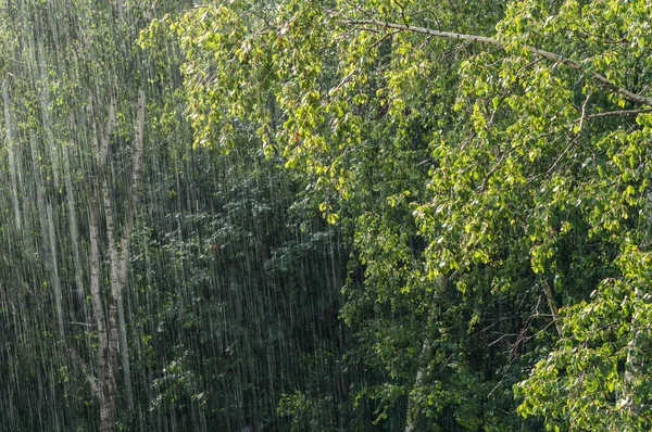 Ντους ψιλής βροχής και το ηλιακό φως — Φωτογραφία Αρχείου