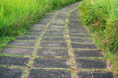 Yeşil çayıra döşeli yolu