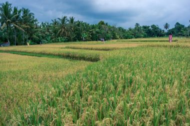 pirinç ekimi Bali