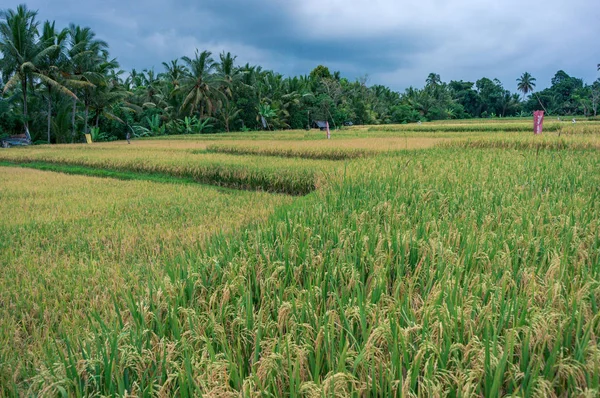 Plantación de arroz en Bali — Foto de Stock