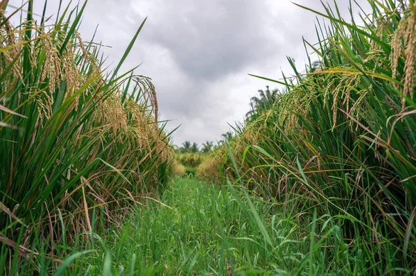 Pirinç plantasyon düşük görünümü — Stok fotoğraf