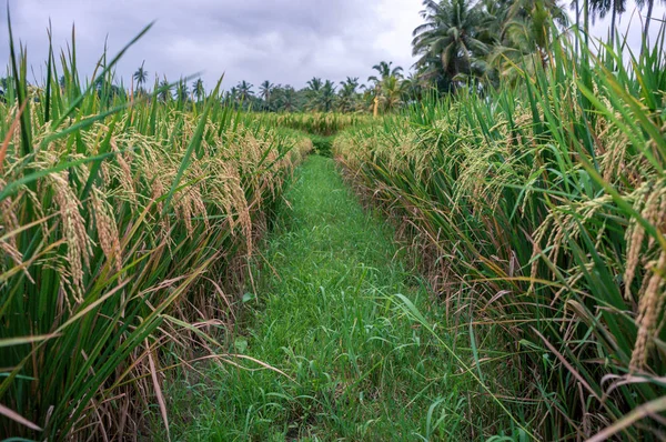 Chemin dans les rizières — Photo