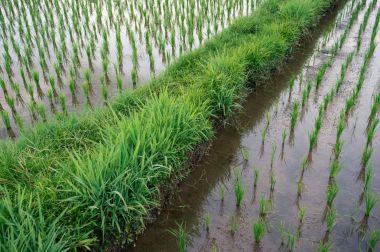 Yolu ricefields arasında