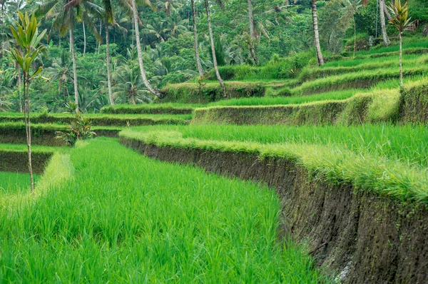 Terrazza di riso di Bali — Foto Stock