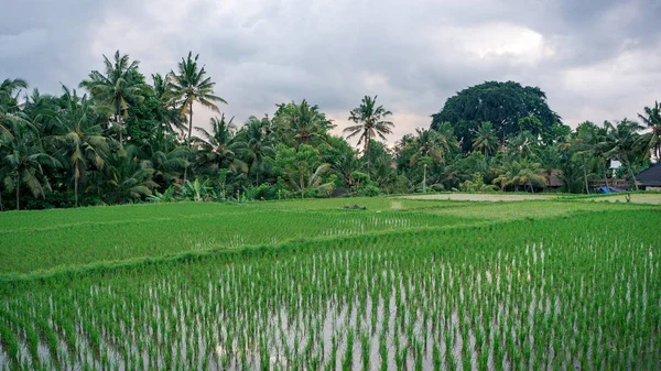 Paddy fields view — Stock Photo, Image