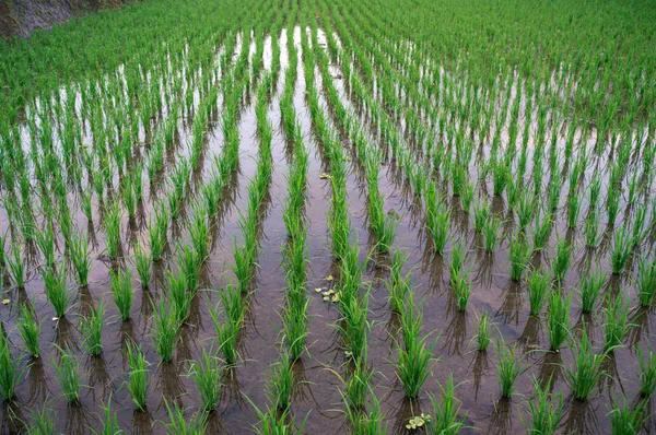 Vue sur le champ de riz inondé — Photo
