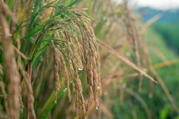 Yağmurdan sonra olgun pirinç — Stok fotoğraf