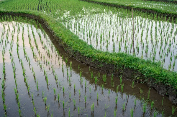 バリの ricefields 若い苗 — ストック写真