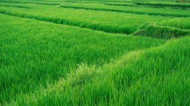 Ricefields, yemyeşil bitki örtüsü