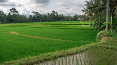 Pirinç büyüme Bali, Endonezya, farklı aşamalarını
