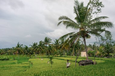 Bali ricefields üzerinde korkulukları