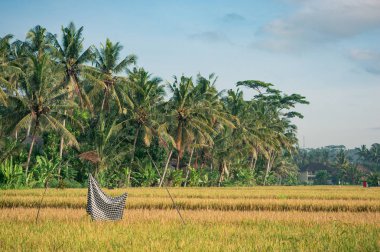 Siyah ve beyaz kumaş üzerine ricefield 