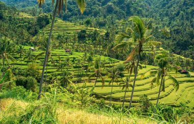 Pirinç Teras peyzaj 
