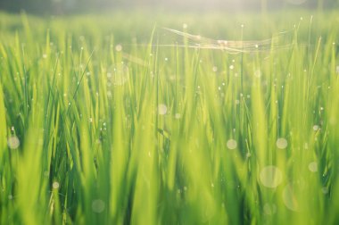 Güneş ışığında çimen