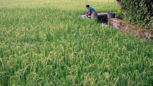 Laver les vêtements à la plantation de riz — Photo