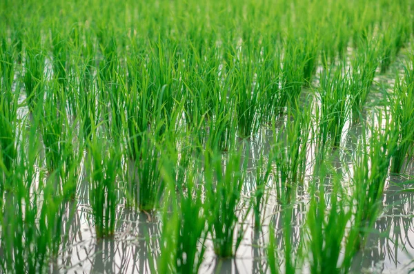 Mudas jovens de arroz — Fotografia de Stock