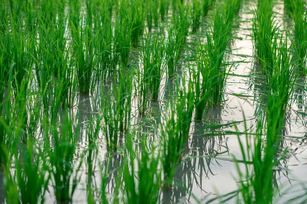 Arroz jovem em Bali — Fotografia de Stock