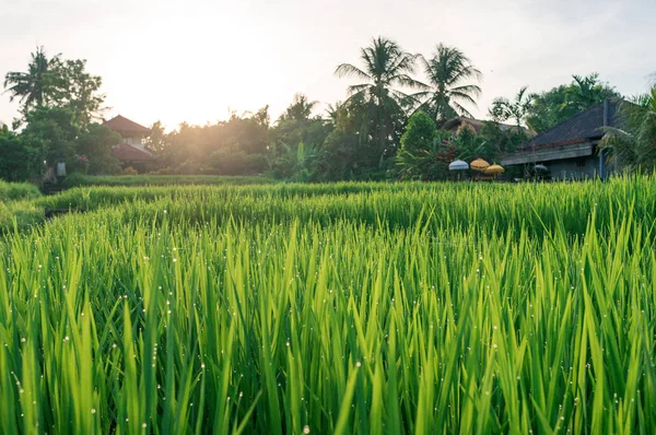 Το ricefield μετά τη βροχή — Φωτογραφία Αρχείου