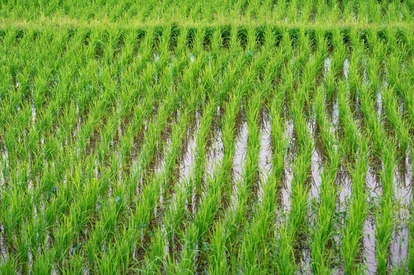 Wiersze sadzonek ryżu na Bali gruntów rolnych — Zdjęcie stockowe