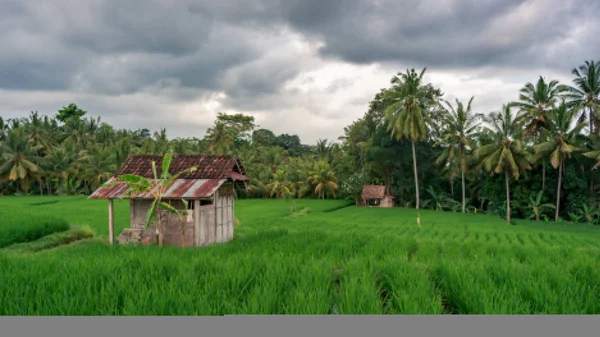 Los campos de arroz antes de la lluvia tropical — Foto de Stock
