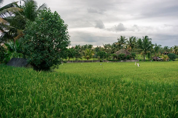 La plantación de arroz — Foto de Stock