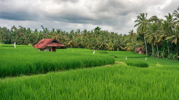 La granja en el campo de arroz — Foto de Stock