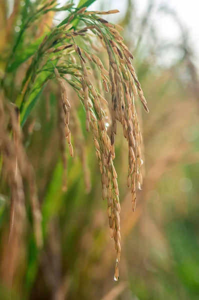 Arroz maduro molhado — Fotografia de Stock