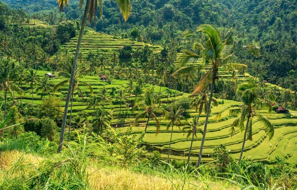 Pirinç Teras peyzaj 