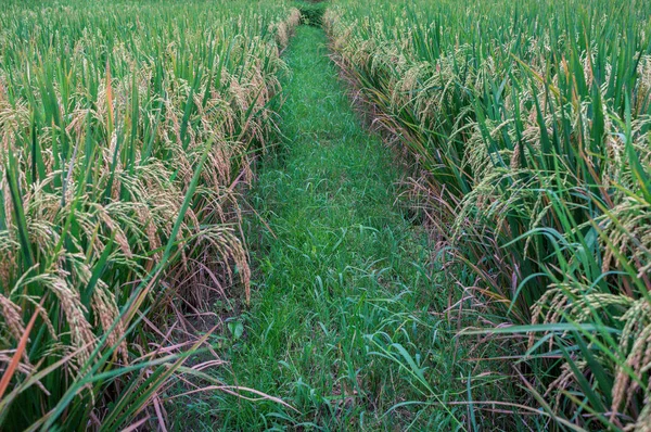 Caminho na plantação de arroz — Fotografia de Stock