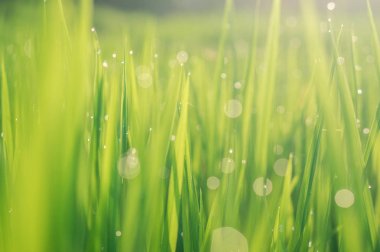 Bulanık çim arka plan