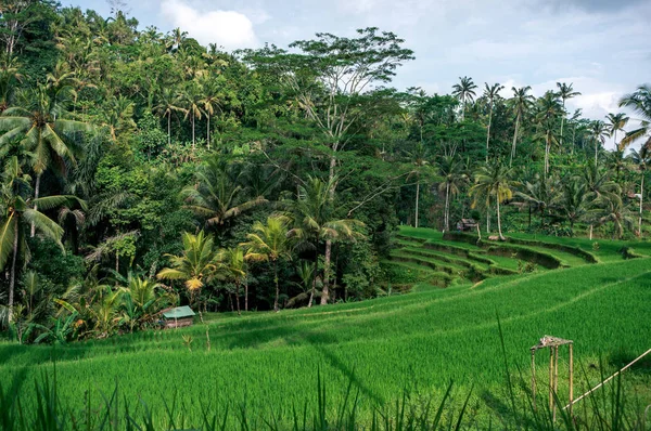Terraza de arroz rodeada de selva — Foto de Stock
