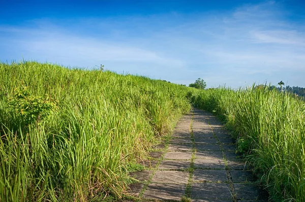 Betonowa droga w polach trawy — Zdjęcie stockowe