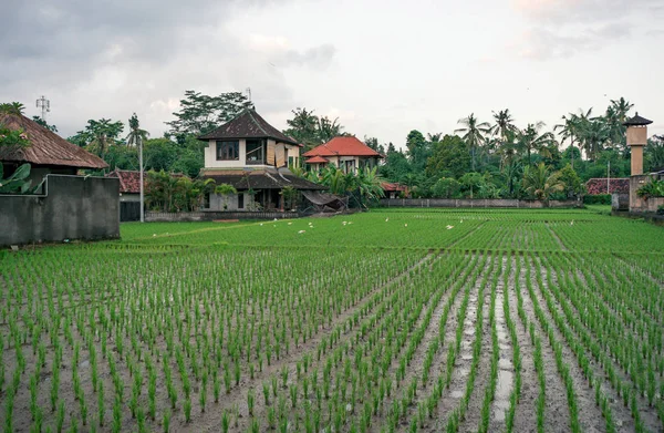 Kedewatan arrozales en Bali — Foto de Stock