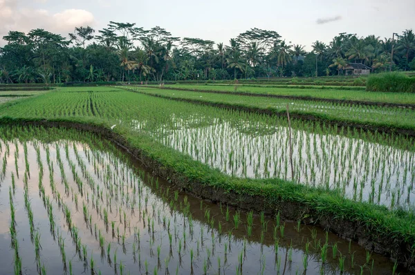 Νέοι ρύζι σπορόφυτο σε Μπαλί — Φωτογραφία Αρχείου