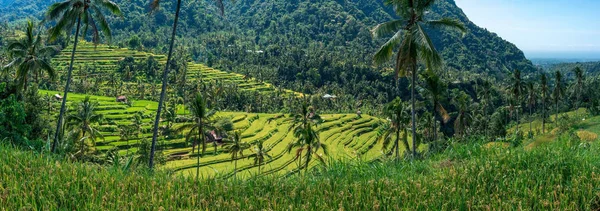 Panorama de terraza de arroz — Foto de Stock
