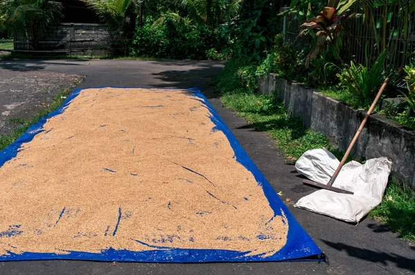 Drying the rice on the ground — Stock Photo, Image