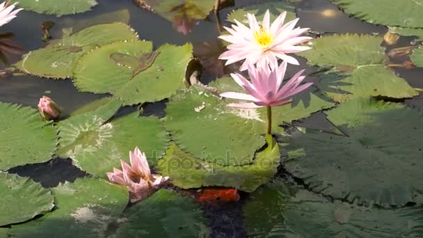 Fight of goldfishes for the feed — Stock Video