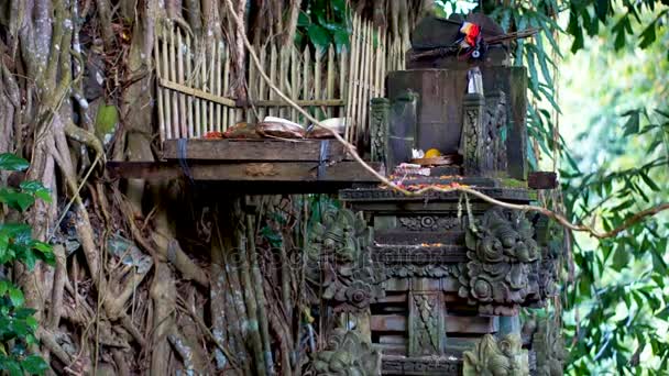 Rituální oltář v džungli na Bali — Stock video