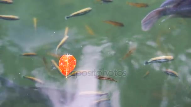 Vissen zwemmen onder de regen — Stockvideo