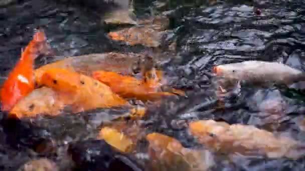 Peces tropicales en el estanque — Vídeo de stock
