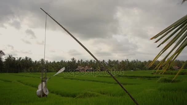 A palheta do tempo assusta os pássaros no campo de arroz — Vídeo de Stock