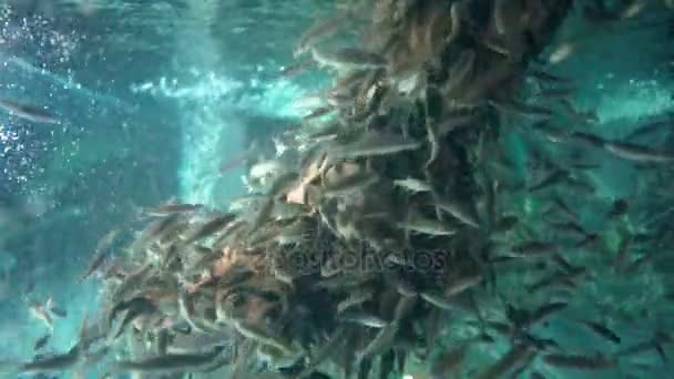 Fish spa na Bali — Wideo stockowe