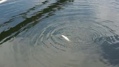 Balık kötü gidiş