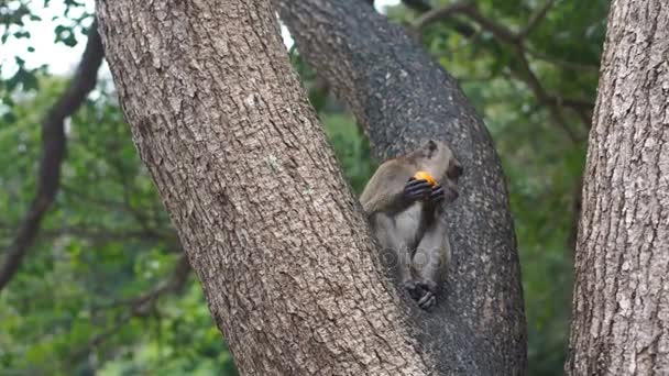 Monyet di pohon — Stok Video