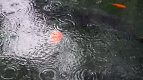 Речки от дождя на воде — стоковое видео